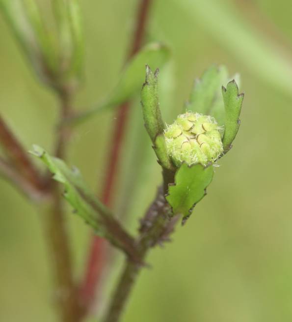 Coleostephus myconis? S